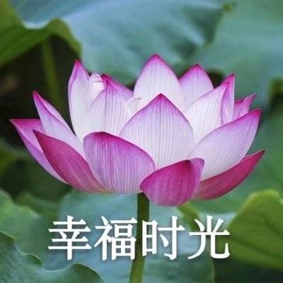 霸世群雄手游下载